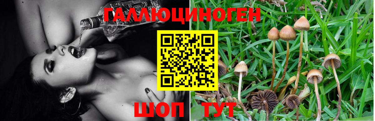 Галлюциногенные грибы Psilocybine cubensis Камышлов